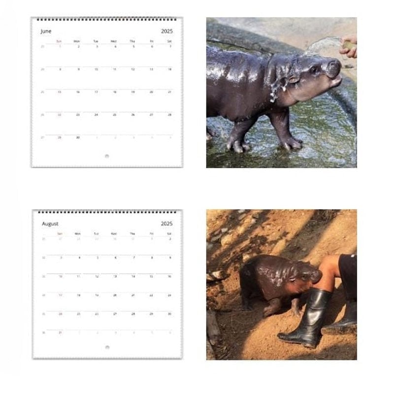 Moo Deng Kalender | Kalender 2025-1