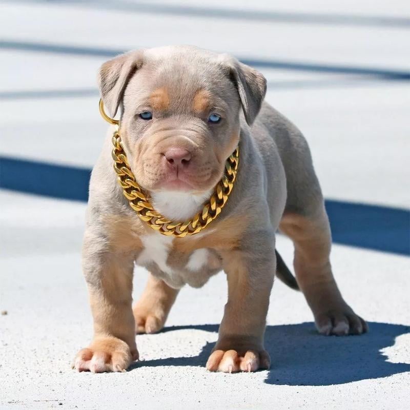 Thick Gold Chain Pets Safety Collar