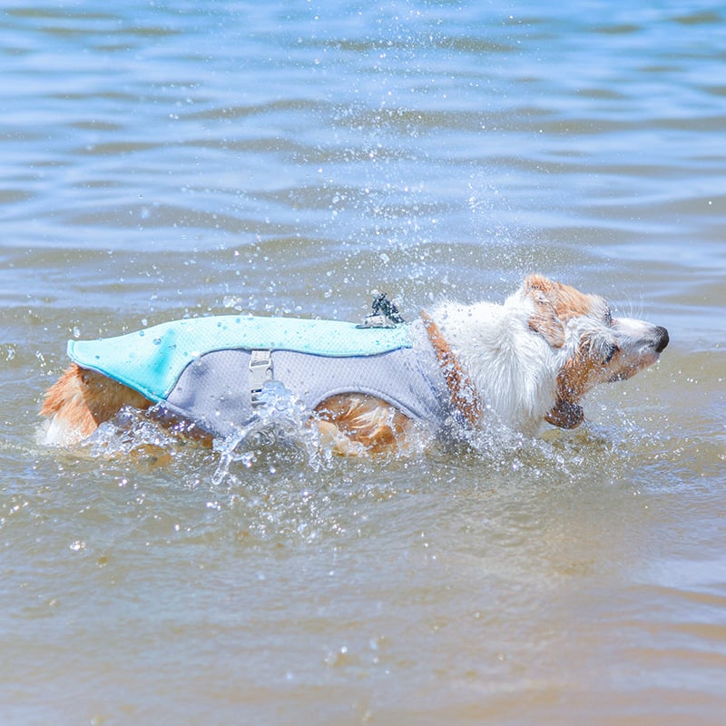 Gilet de refroidissement pour animaux de compagnie d'été