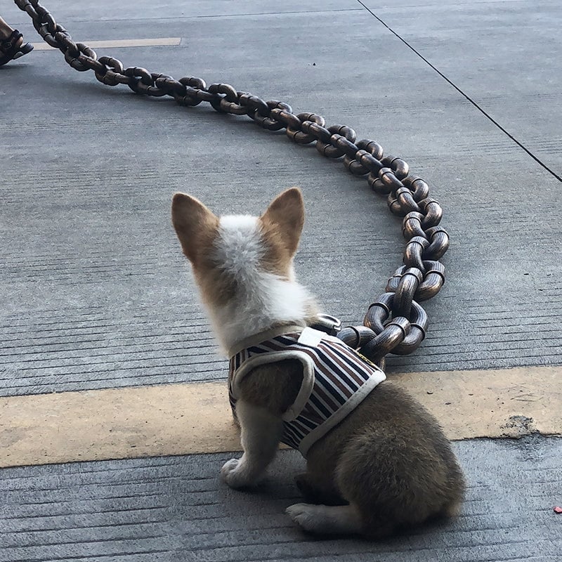 Lustige große Hundekette