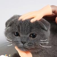 💪🐱Morsomme kattemassasjehansker