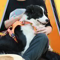 Geschirr mit integrierter Leine