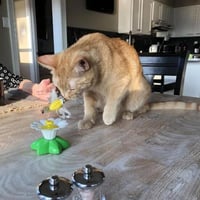 Interactive Bird Toy For Cats