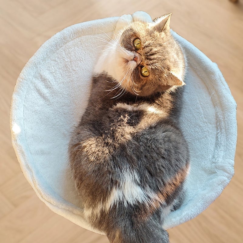 Ergonomic Desk Cat Bed For Office