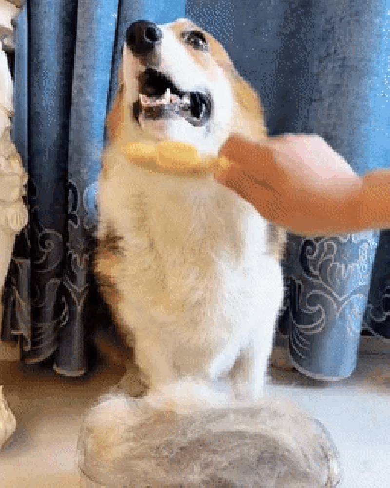 GIF_3945c60e-f41a-4bad-9d78-b90096da1d11