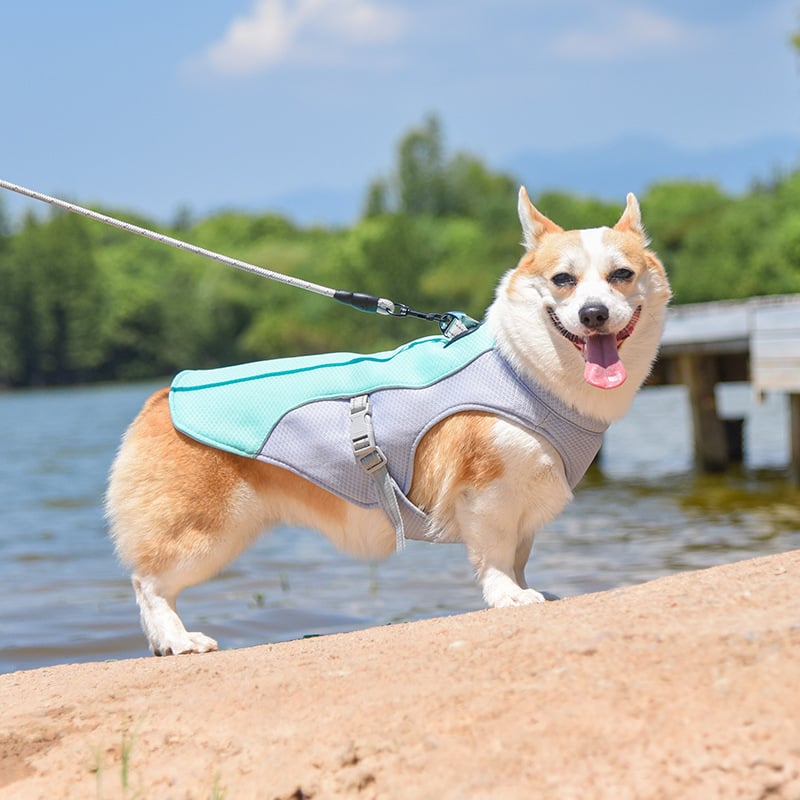 Gilet de refroidissement pour animaux de compagnie d'été