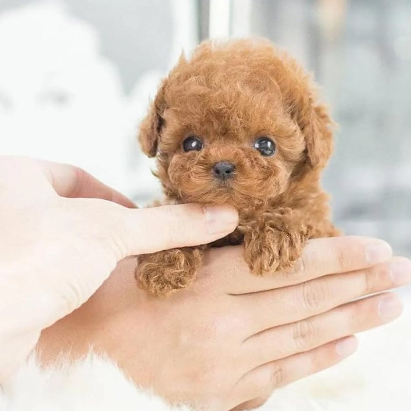 8dce4705-dee5-4e89-68f0-c88645a96300