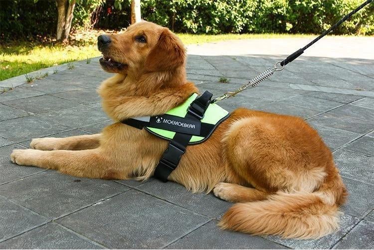 Reflektierende all-in-one No Pull-Hundegeschirr