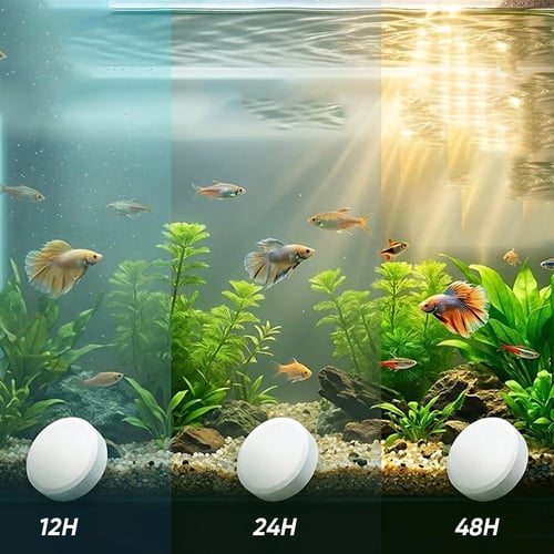 Algae Blooms