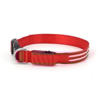 Dog LED Collars