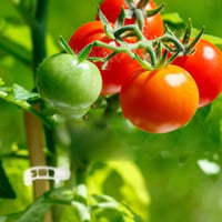 Attaches de support pour plantes