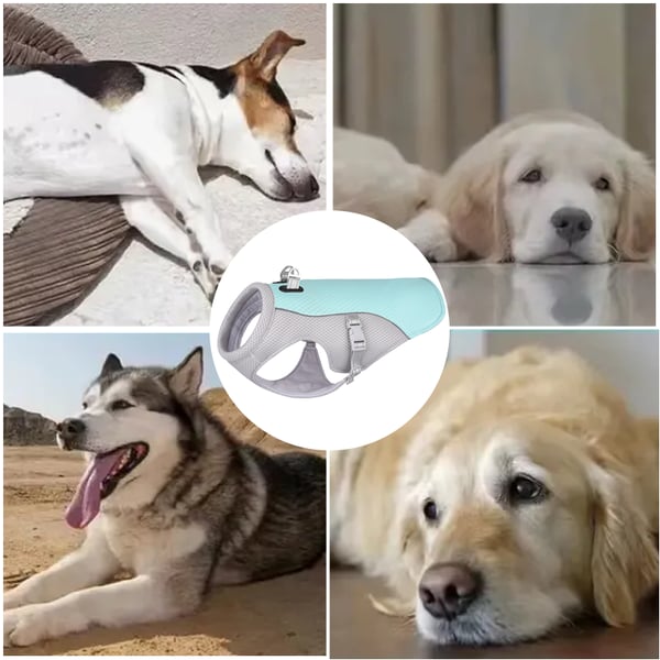 Gilet de refroidissement pour animaux de compagnie d'été