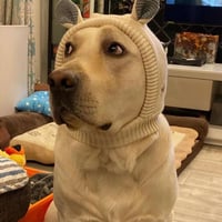 Dog Ear Muffs Noise-Protection Knitted Hat