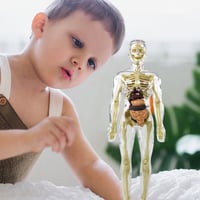 3D-anatomie skeletmodel speelgoed