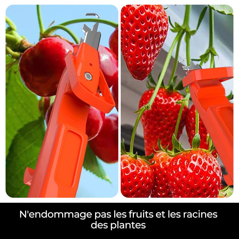 Outils efficaces de collecte de poivre