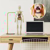 3D-anatomie skeletmodel speelgoed