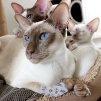 Nastro adesivo per animali domestici