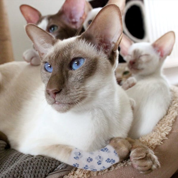 Nastro adesivo per animali domestici