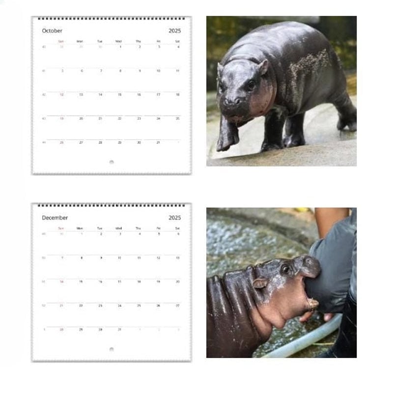 Moo Deng Kalender | Kalender 2025-1