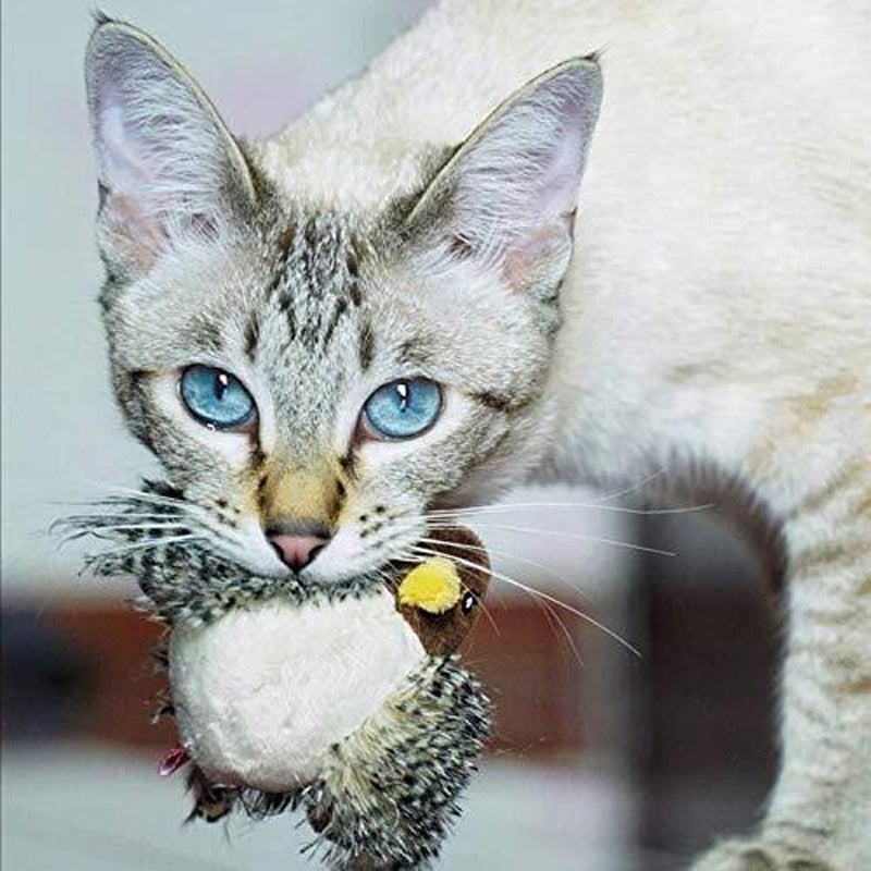 🐱 Katzenspielzeug - Simulierter zwitschernder Vogel