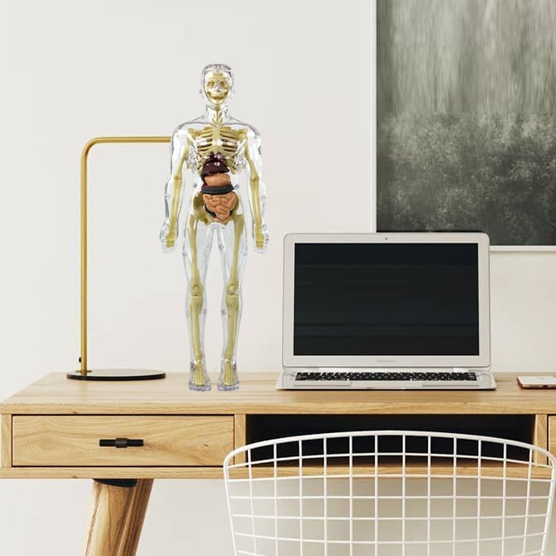 3D Anatomy Skeleton Model toy