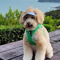 Buitenzonweringkap voor honden