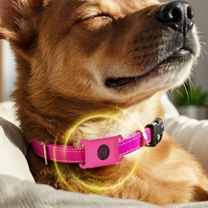 Sale- 12 Months Flea and Tick Free